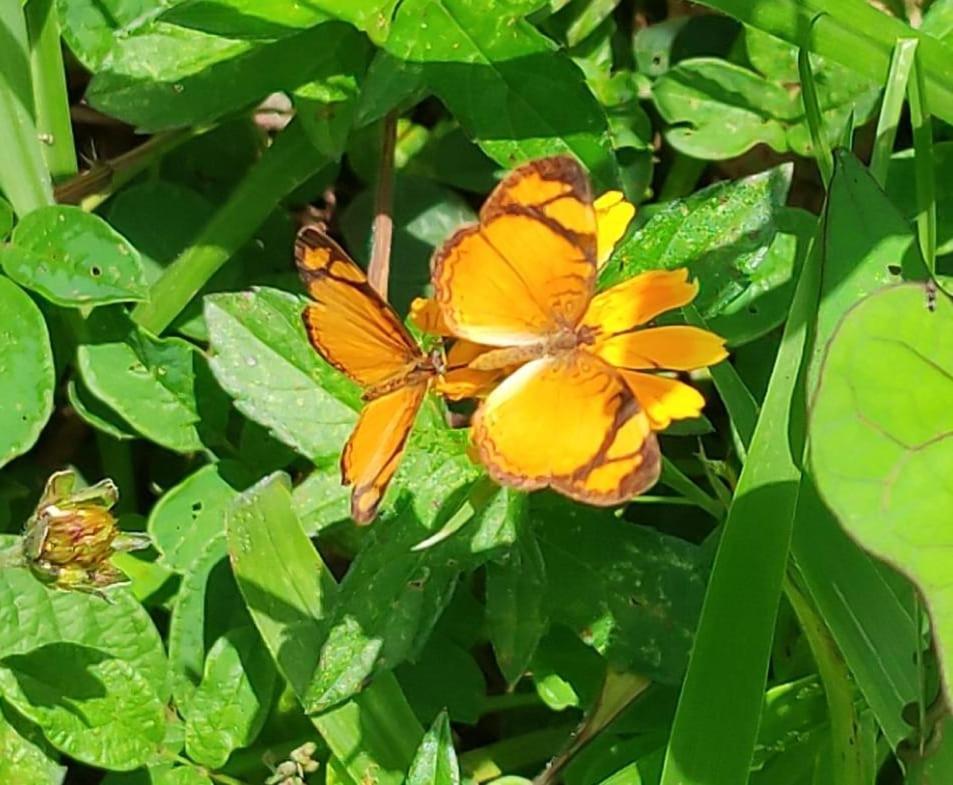 Pousada Dona Francisca 호텔 Florianópolis 외부 사진